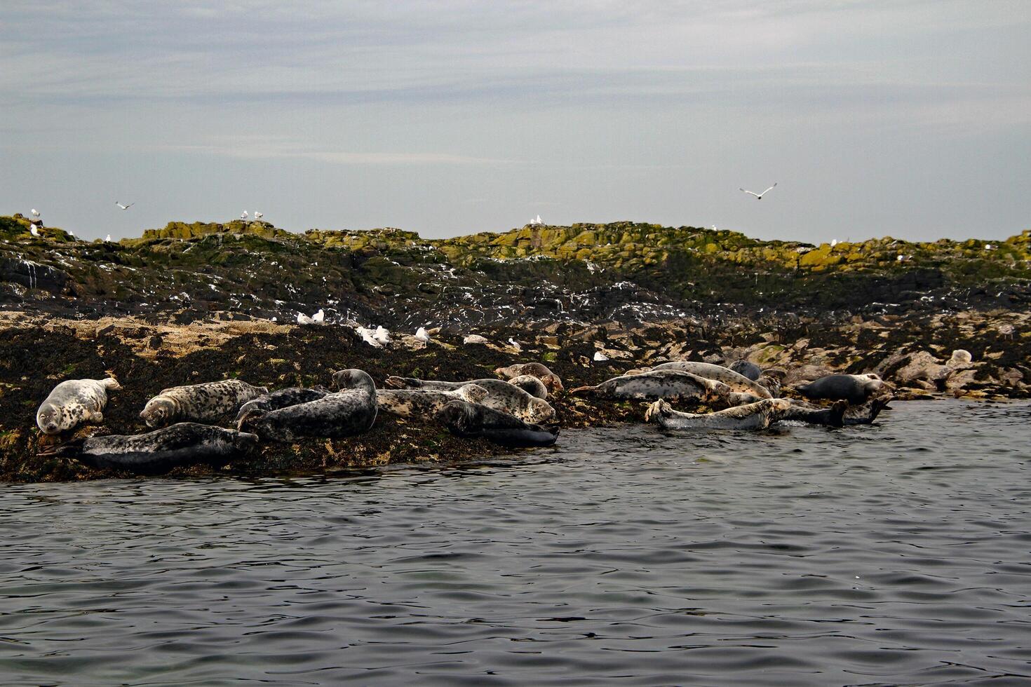 A group of seagulls sitting on a rock photo