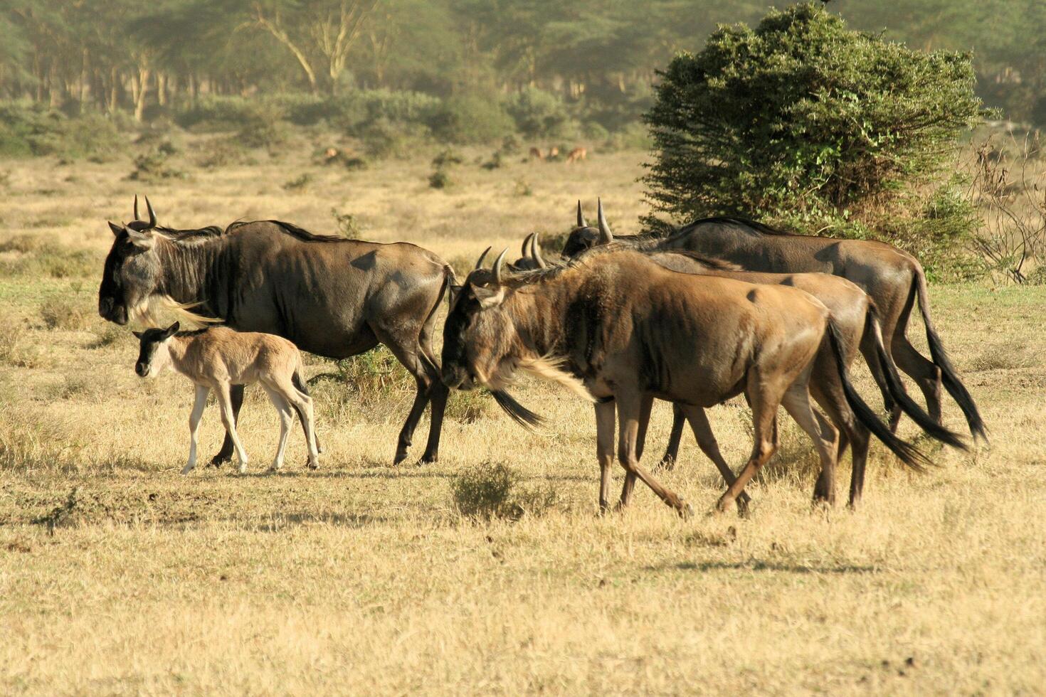 A herd of wildebeest photo