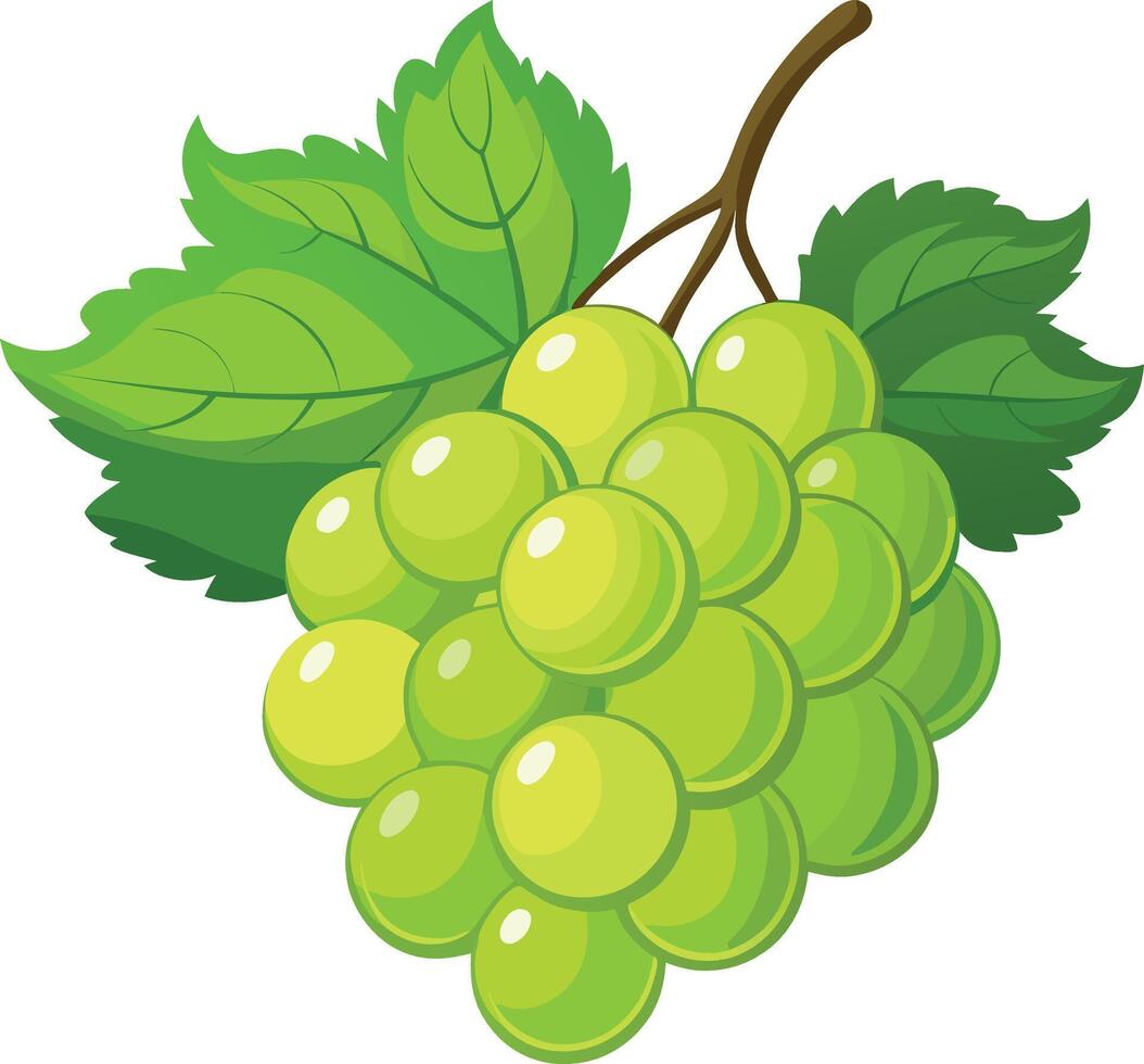 Green Grapes with Leaves vector