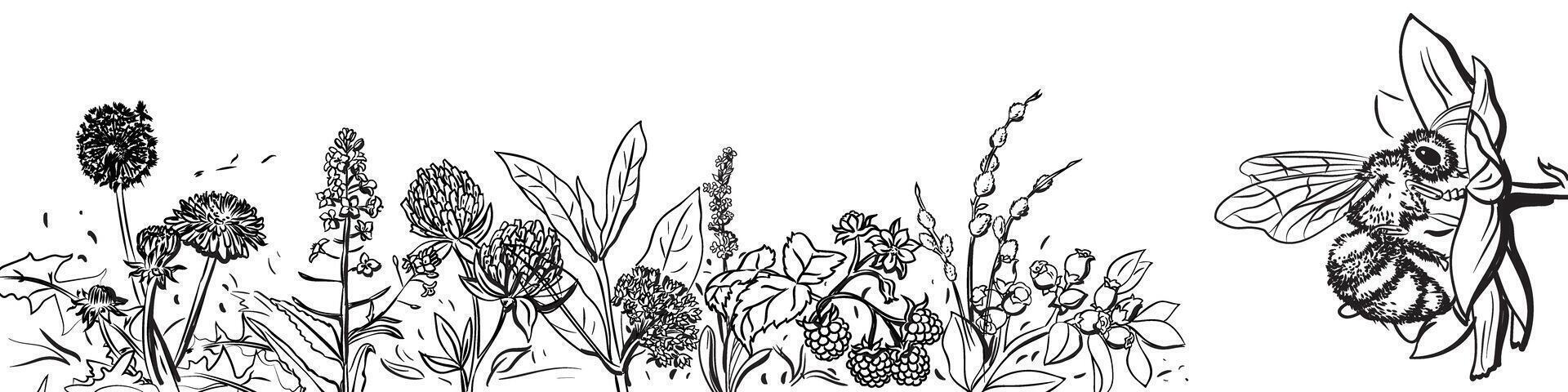 Bee with flower botanical illustration vector