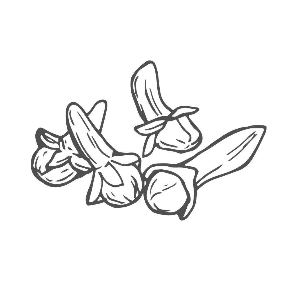 A doodle icon of cloves in doodle style vector