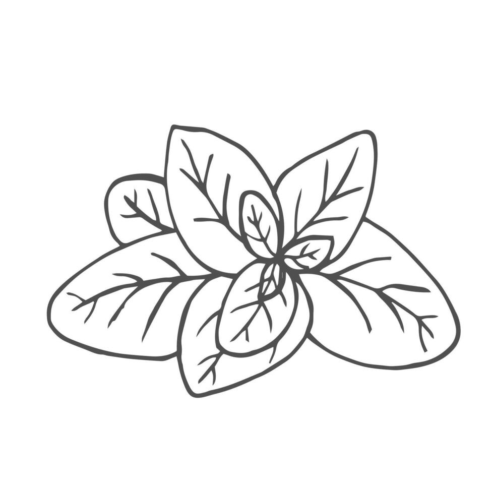 Hand drawn basil leaves. Edible greens for cooking, proper nutrition. illustration in doodle style isolated on white background vector