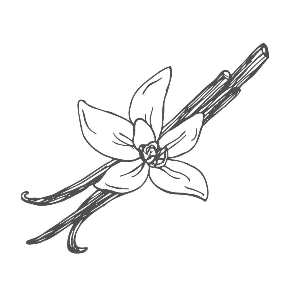 Hand drawn Vanilla Sketch Illustration in doodle style vector