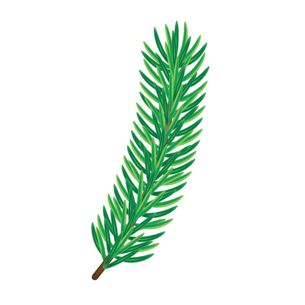 Beautiful thick pine branch on white background, flat, isolate on white vector