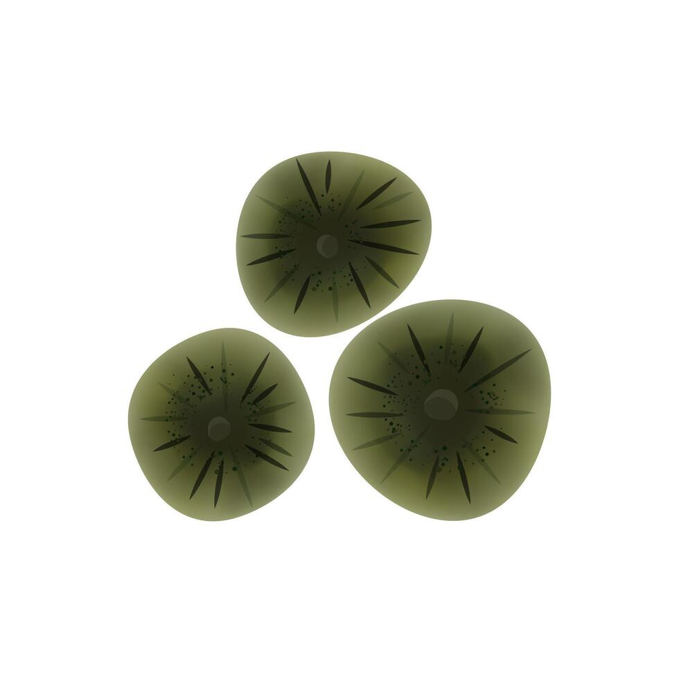 Cladosporium mold isolated on white background. Fungus realistic close up design vector