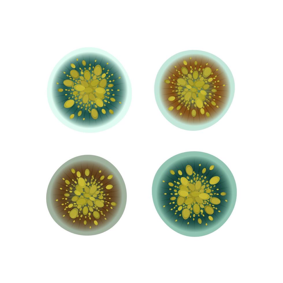 Penicillium mold isolated on white background. Fungus realistic close up design vector