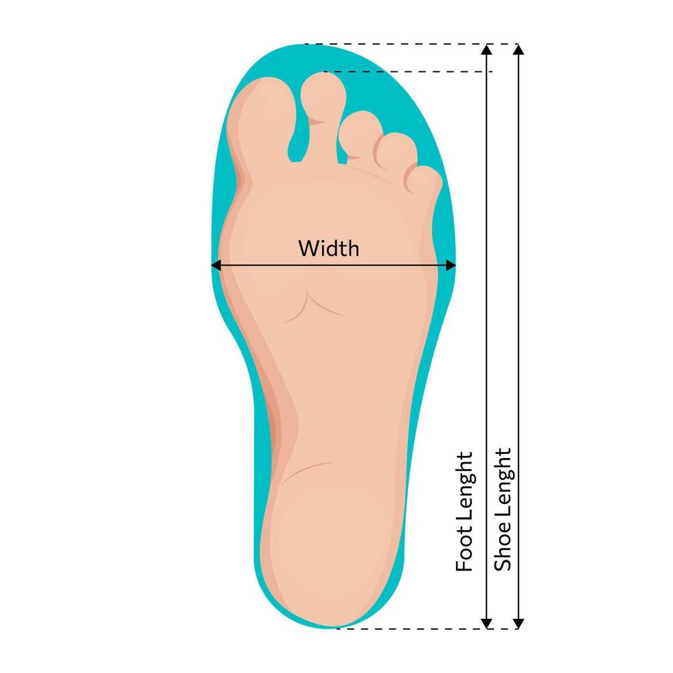 Foot size measurements. Footstep length and width measure vector