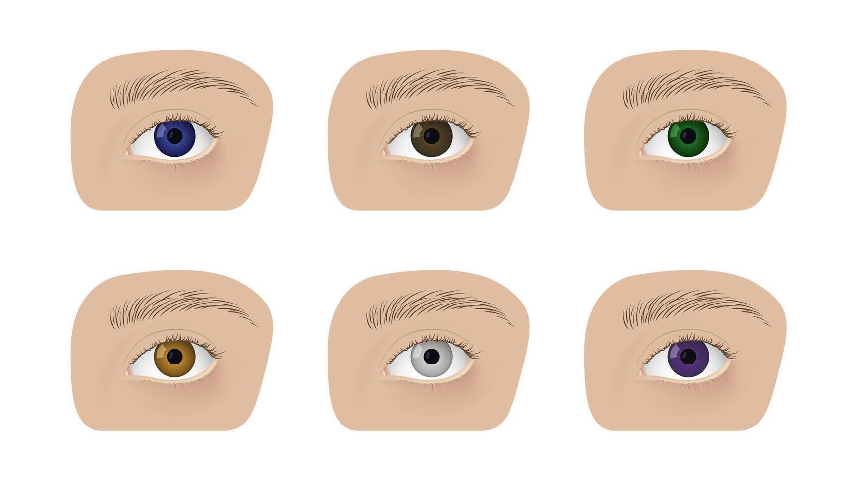Realistic human eyes design. Different colors irises, blue, gray, brown, green violet vector