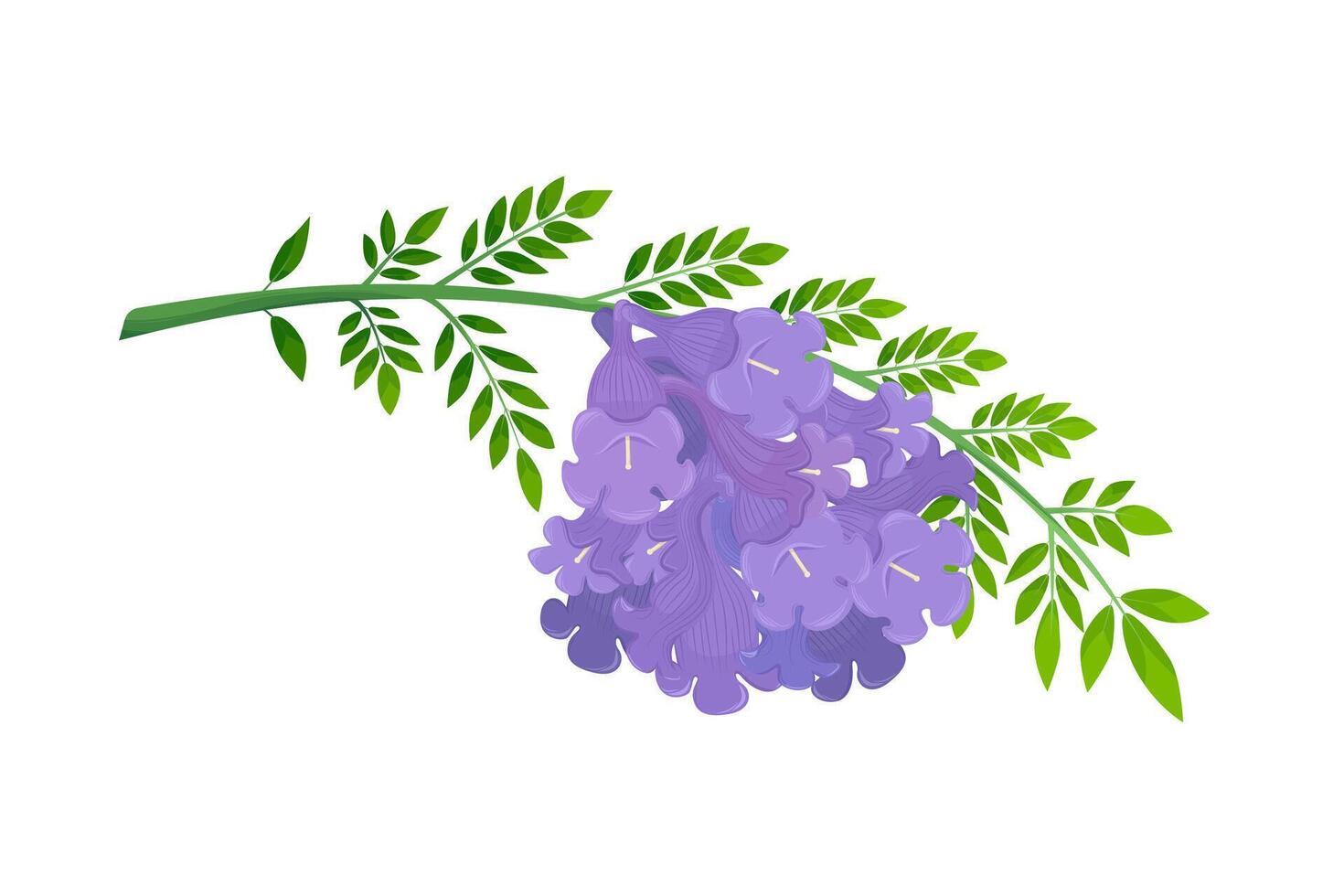 Jacaranda Mimosifolia tree, violet flowers and leaves on the branch. Flora in Australia and Portugal. vector