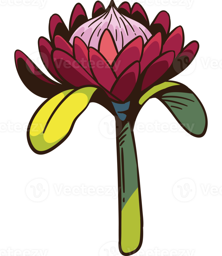 south africa king protea floral illustration png