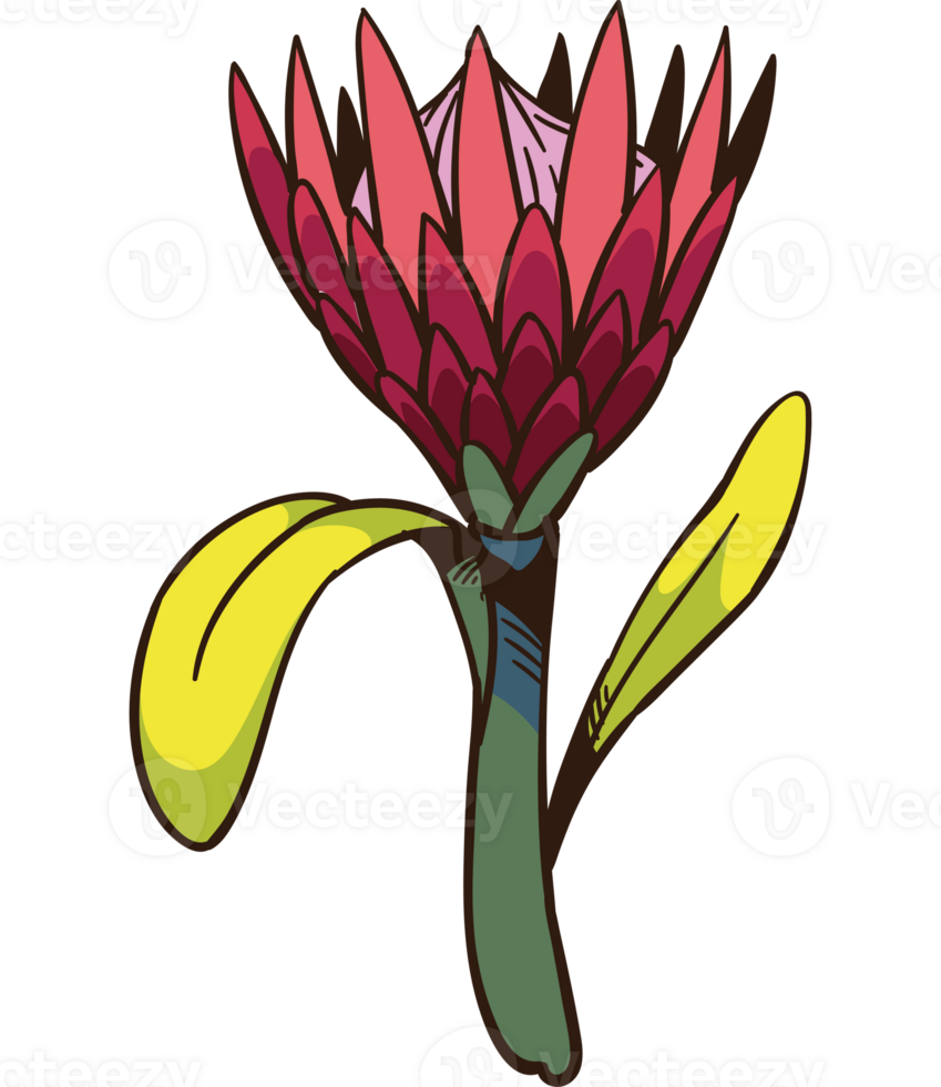 south africa king protea botanical illustration png