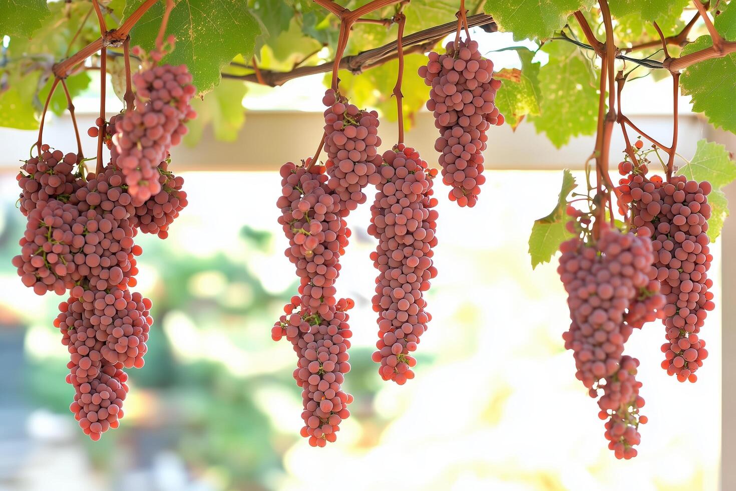 Fresh Red Grapes Hanging on Vines with Bright Sunlight in Vineyard photo