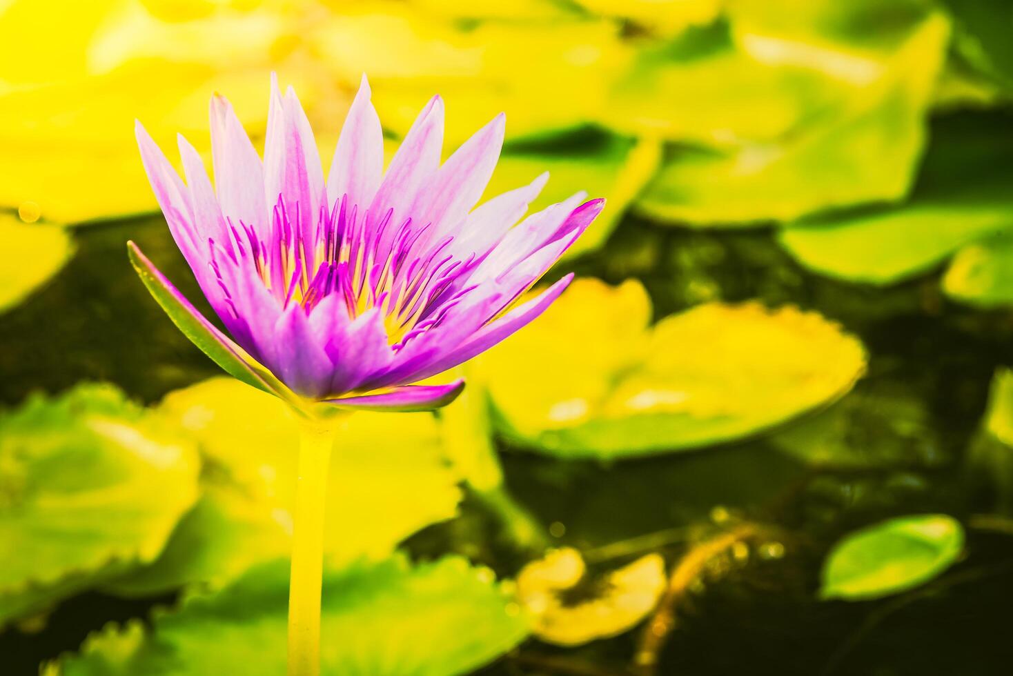 A purple water lily in a pond with green leaves photo