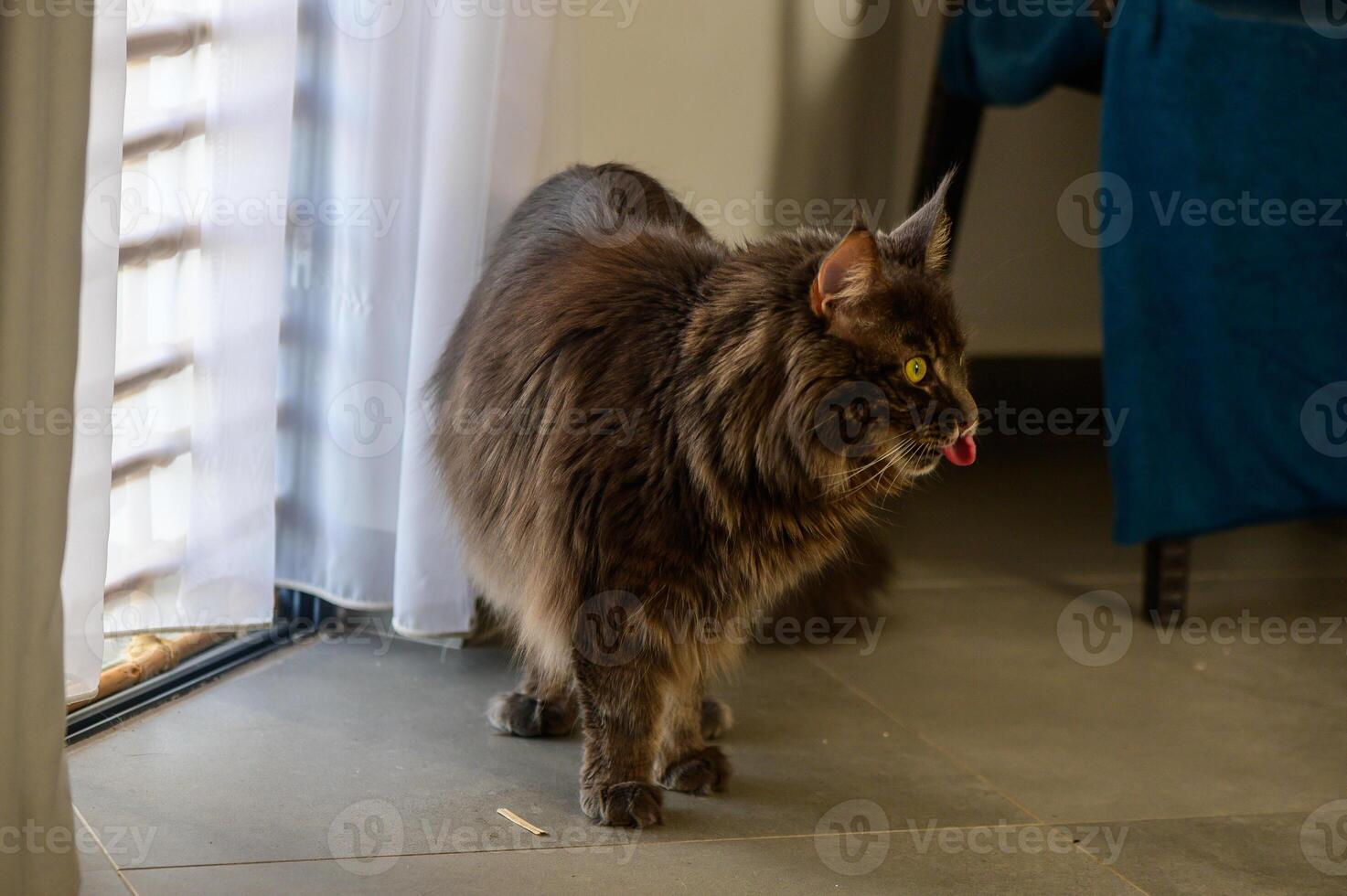A fluffy cat curiously explores a sunlit room with sheer curtains on a bright afternoon photo