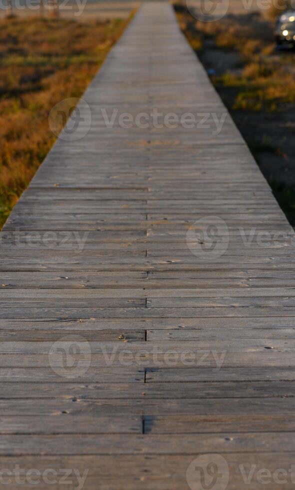 A wooden walkway leading through lush marshland at golden hour, inviting exploration and reflection. photo