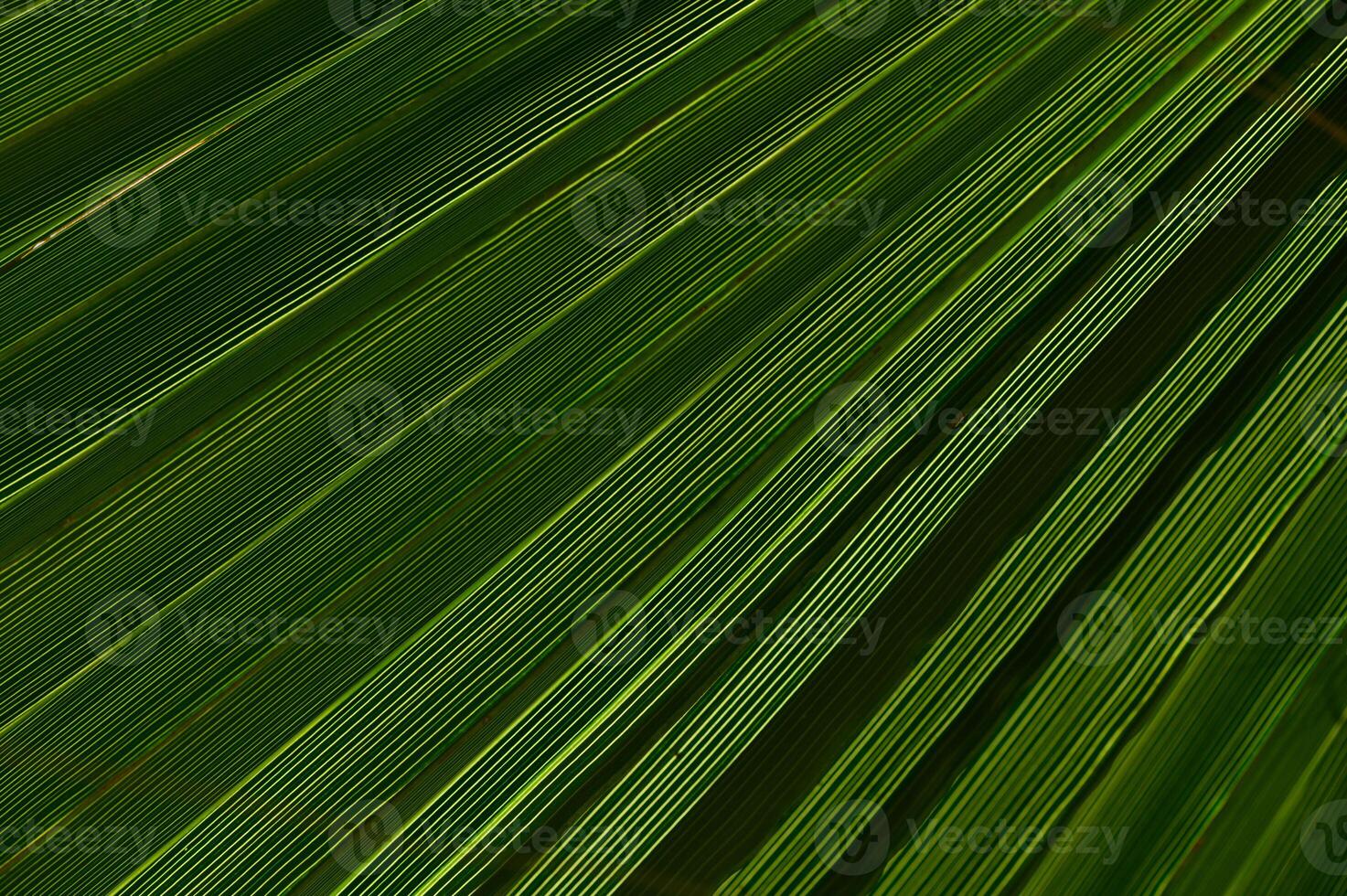 Vibrant green palm leaves create intricate patterns in natural light on a sunny day in paradise photo