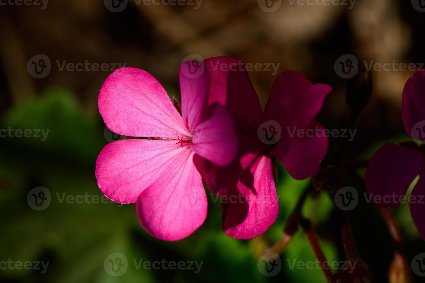 Vibrant pink flower blooms under soft sunlight in a serene garden during the afternoon photo