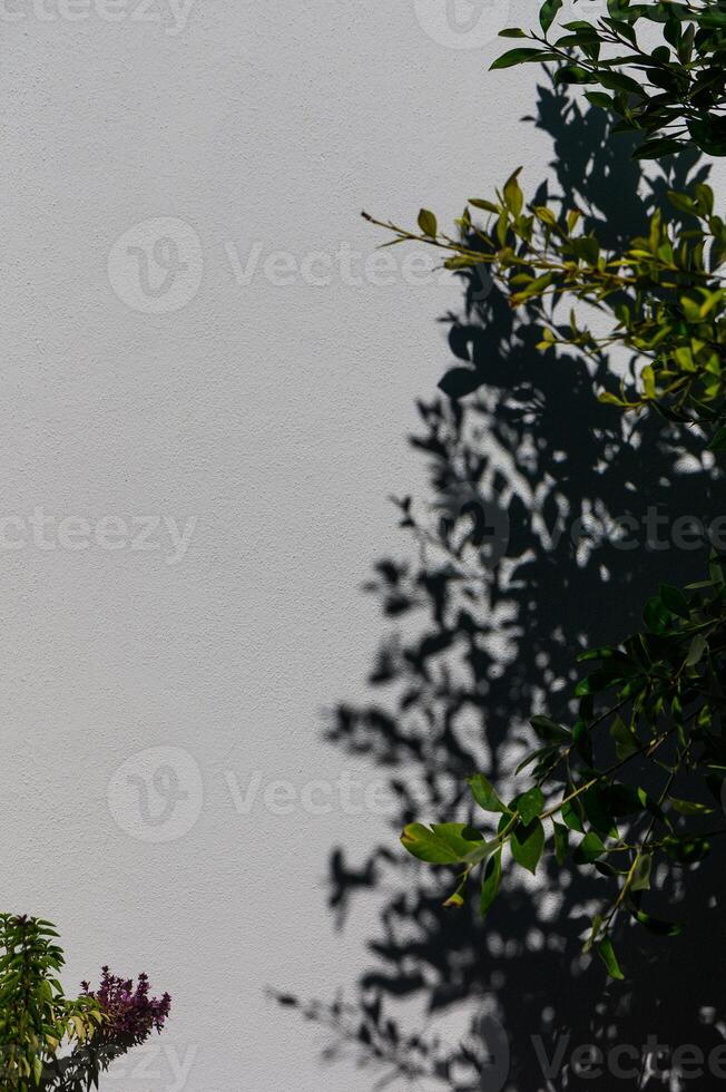 Shadows play against a textured wall with vibrant foliage in bright sunlight during midday photo