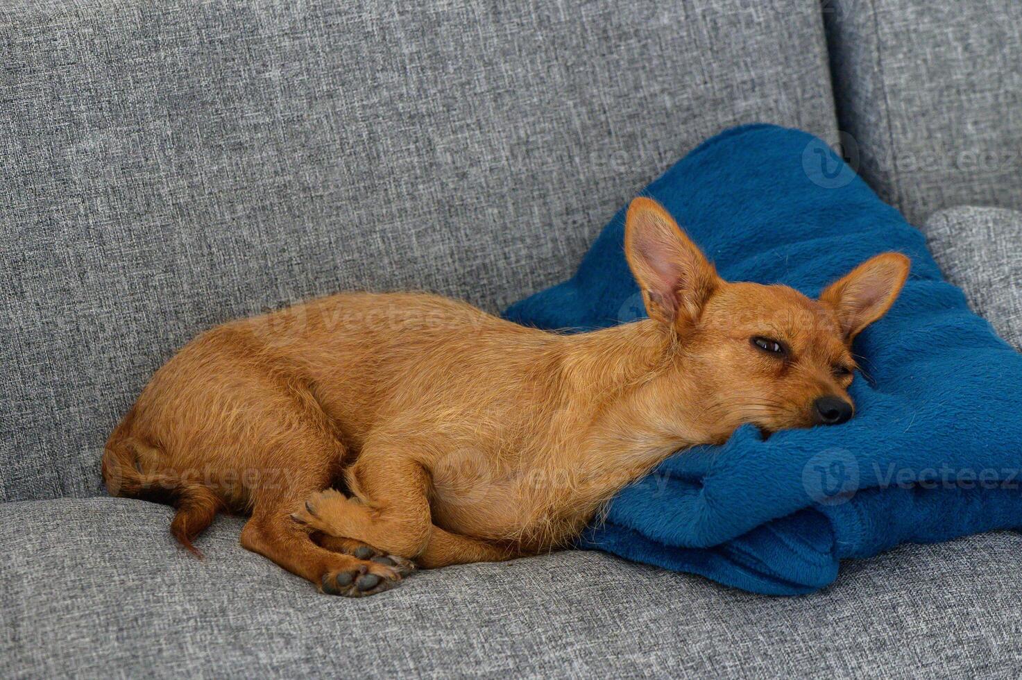 A sleepy dog resting on a cozy blue blanket atop a gray couch in a tranquil living room setting photo