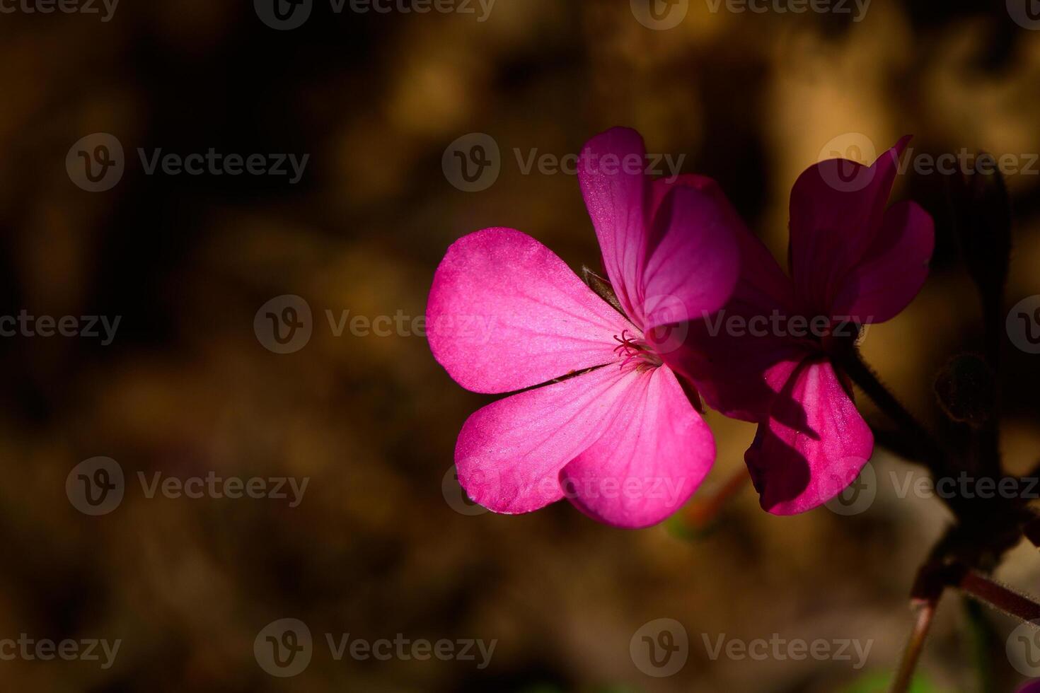 A delicate pink flower blooming in the golden light of late afternoon in a tranquil garden setting photo