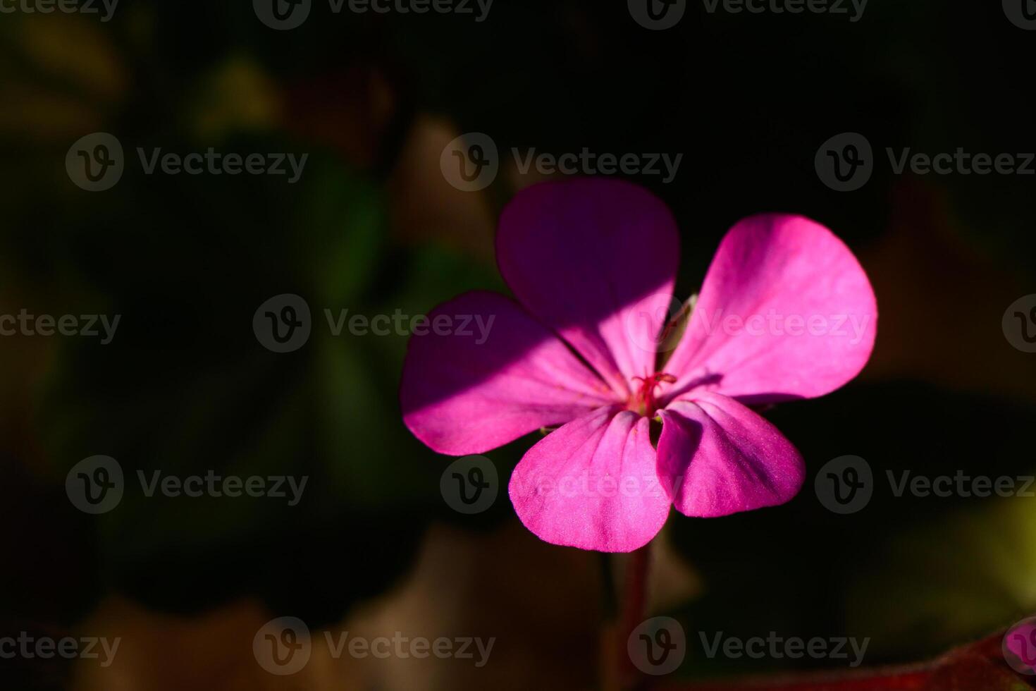 A delicate pink flower softly illuminated in the shadows of a lush garden during golden hour photo