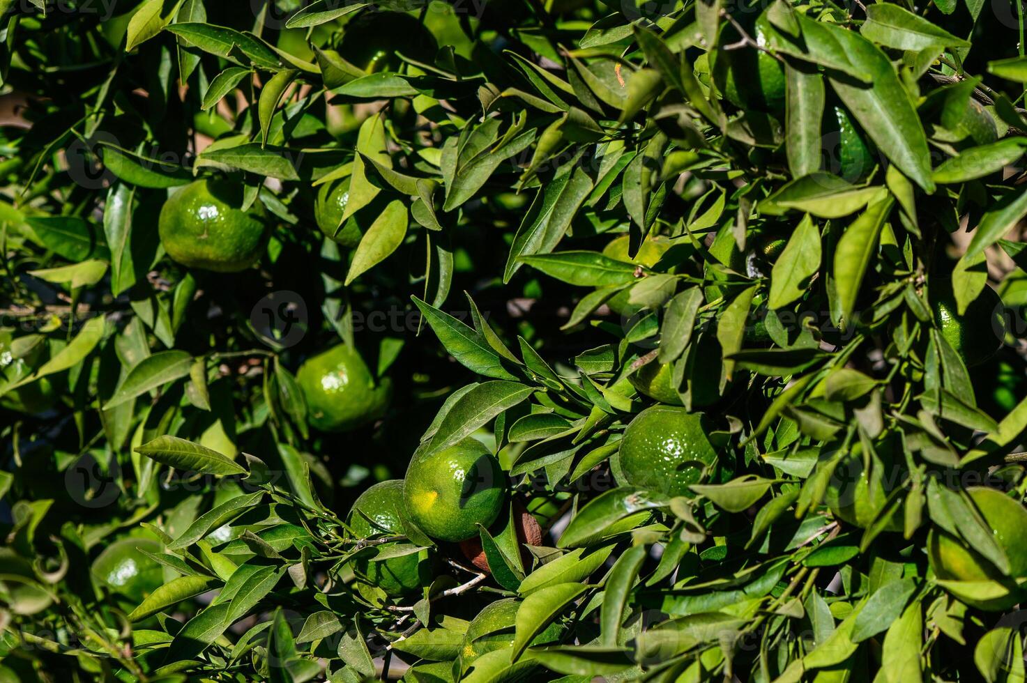 Lush green lime tree branches with ripening fruits under bright sunlight in a serene garden setting photo