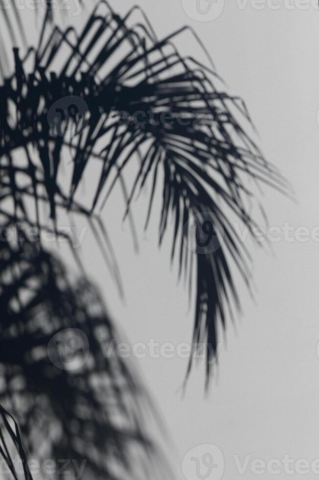 Silhouetted palm leaves gracefully sway against a soft white background in tranquil daylight photo