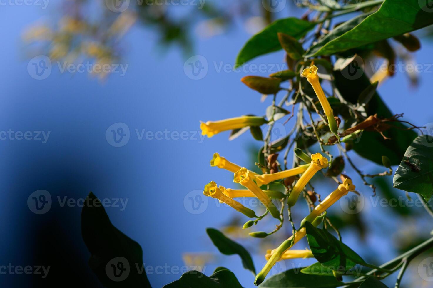 Bright yellow blossoms sway gently under a clear blue sky in a vibrant spring afternoon garden photo