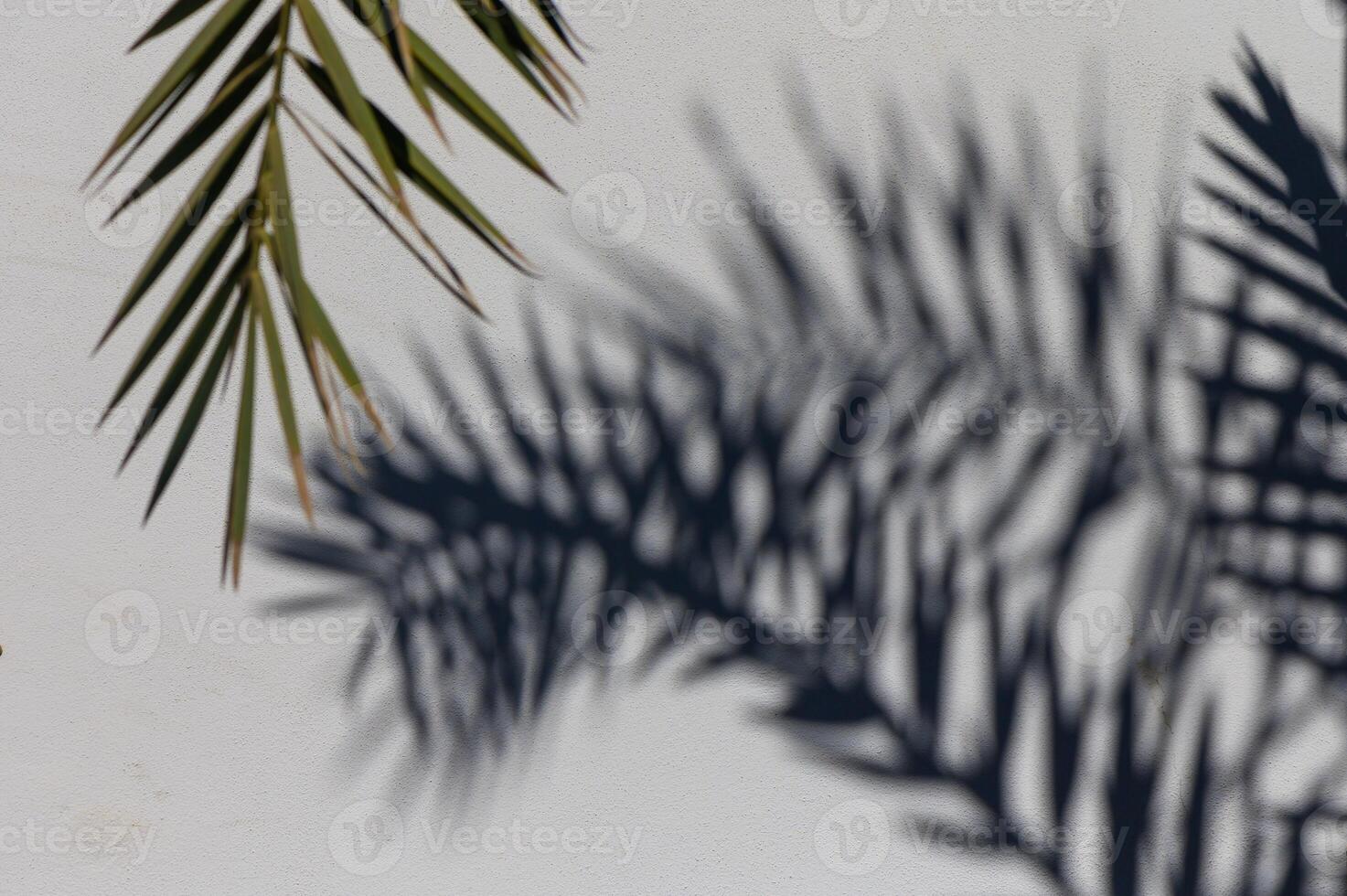Dancing palm shadows play along a white wall during a sunny afternoon in a tranquil outdoor space photo