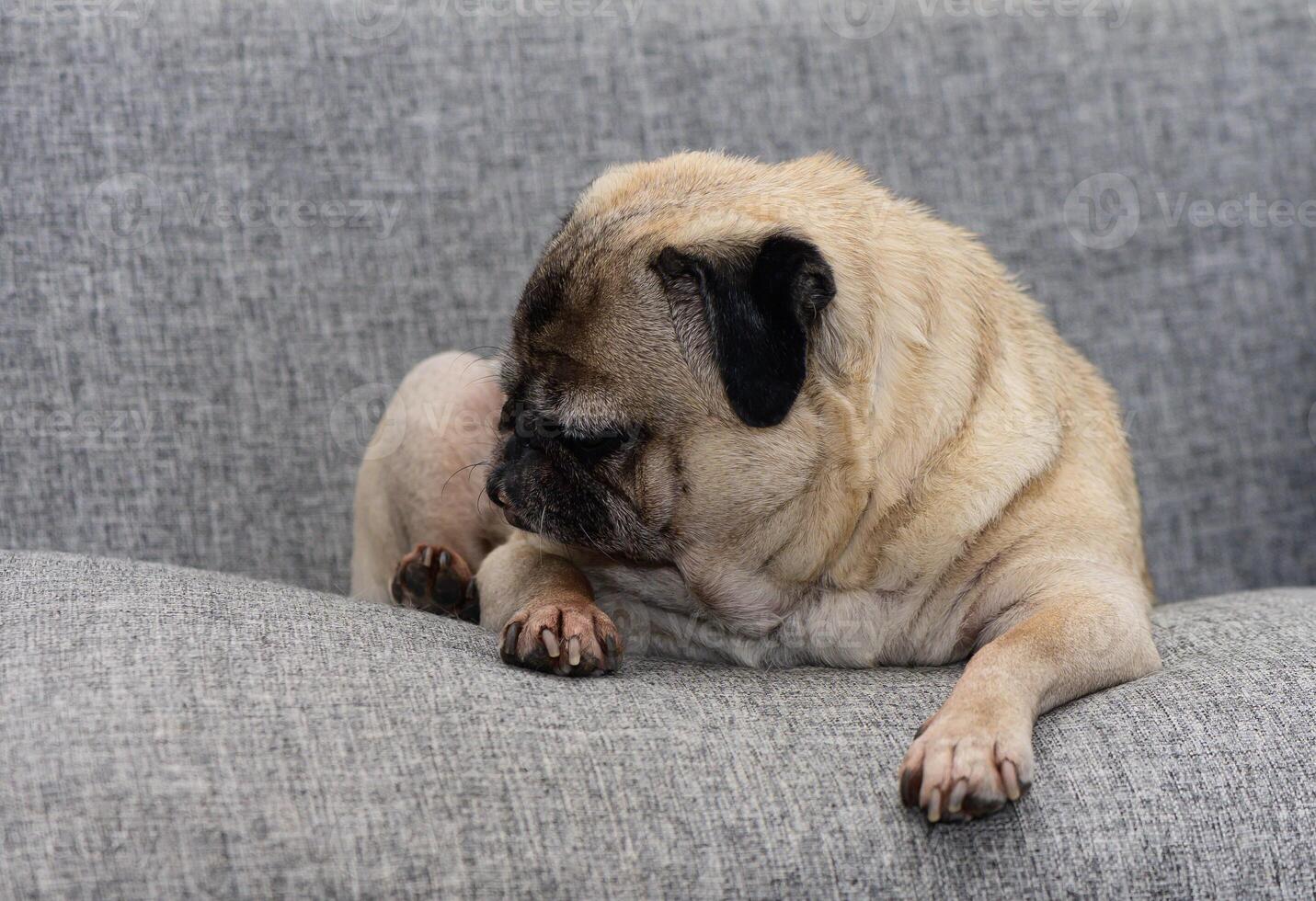 A cozy pug resting on a soft grey sofa, enjoying a quiet afternoon indoors with a touch of serenity photo