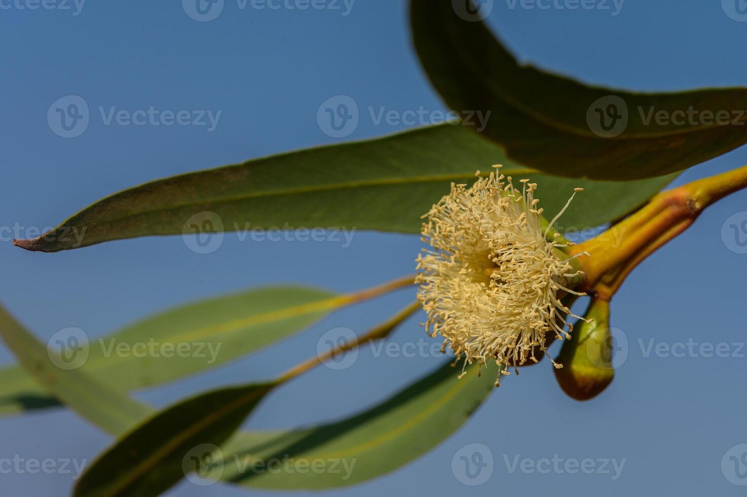 Delicate blossoms of an Australian eucalyptus tree sway gently in the breeze beneath a clear blue sky photo