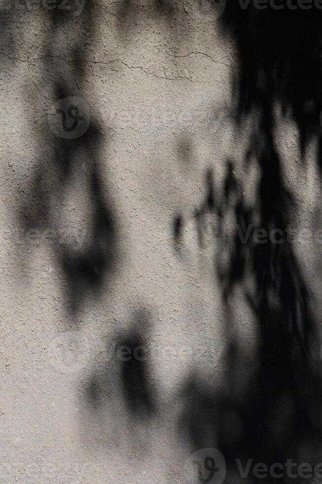 Shadows dance on a textured wall, creating an abstract interplay of light and darkness in a serene environment photo