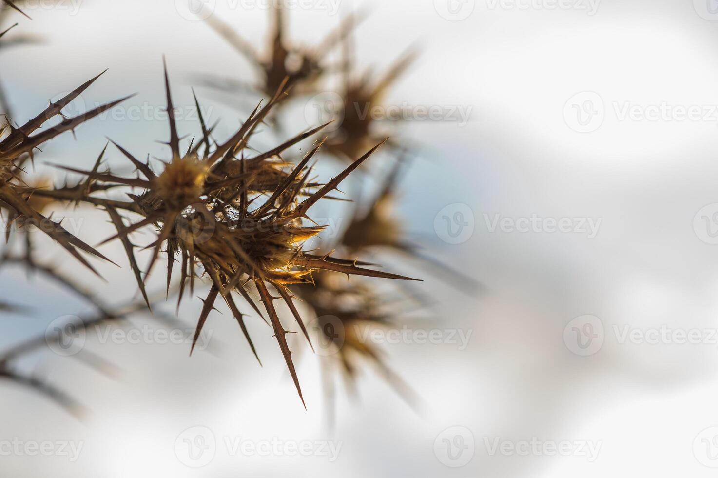 Intricate thorns glisten under soft sunlight in a serene outdoor setting. photo