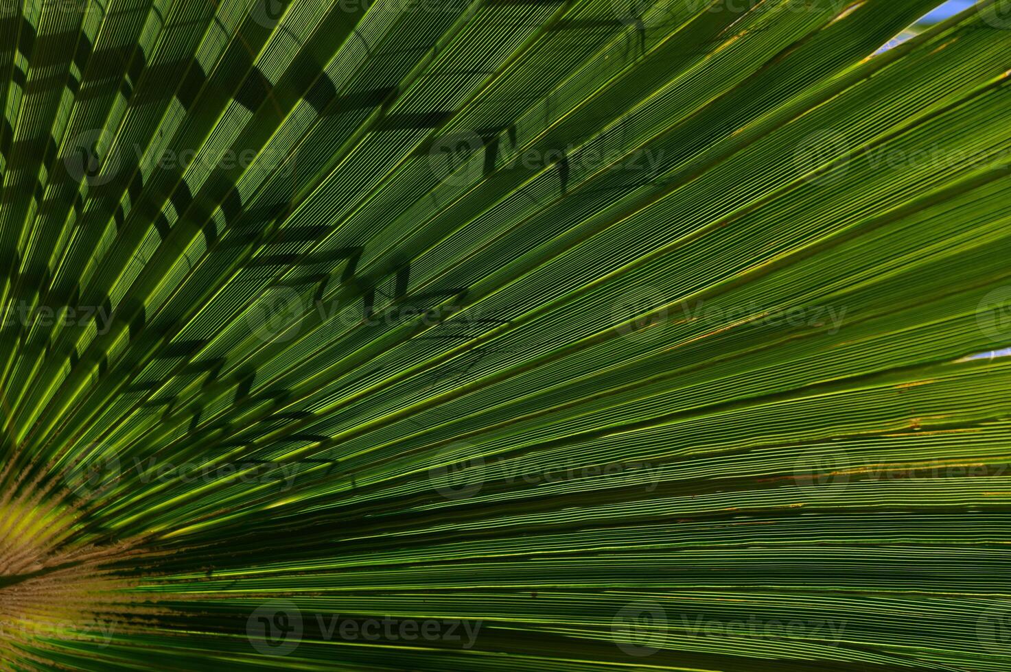 Intricate patterns of sunlight casting shadows on a rich green palm leaf in a tropical paradise photo