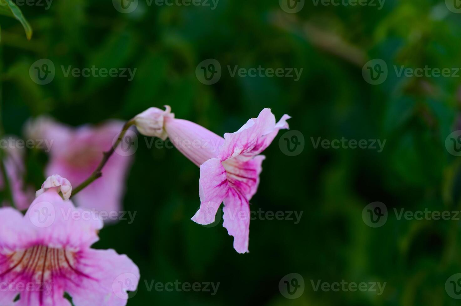Delicate pink flowers bloom gracefully against a lush green backdrop during a sunny afternoon photo