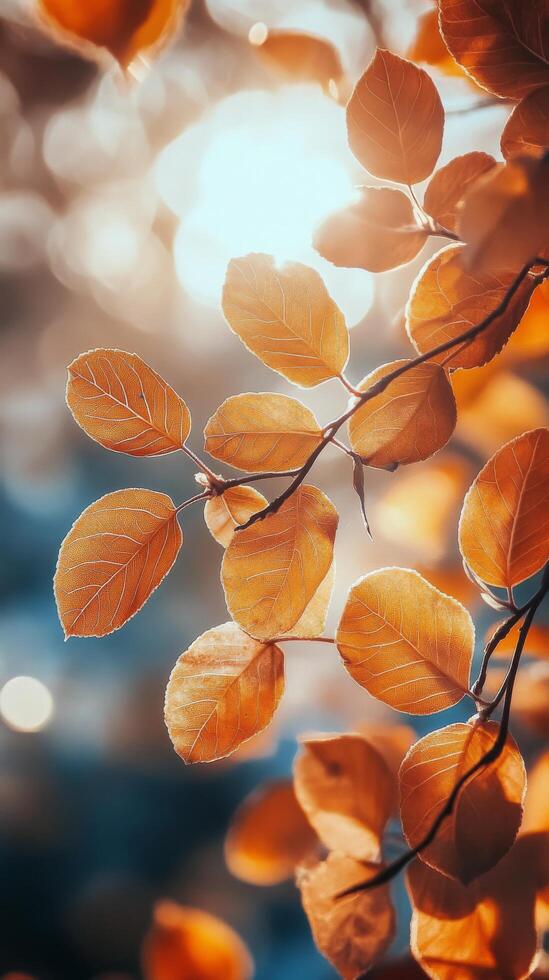 Beautiful autumn leaves glowing in the soft light of a serene forest in October photo