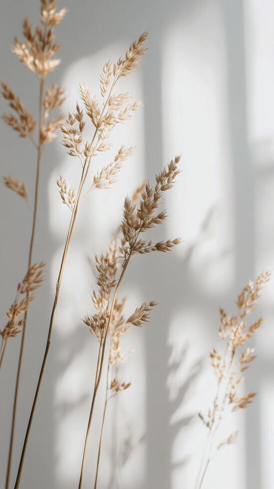 Dried wheat stalks arranged in a vase against a soft, illuminated background photo