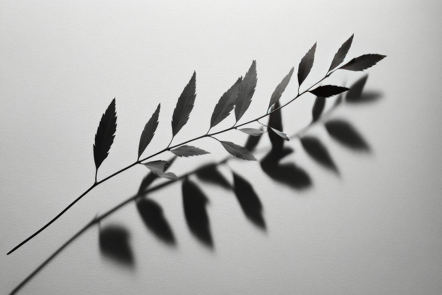 Black and white shadow of a delicate leaf branch on textured surface during soft lighting photo