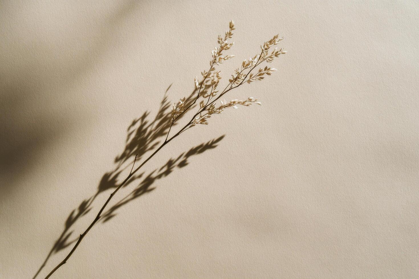 Black and white shadow of a delicate leaf branch on textured surface during soft lighting photo