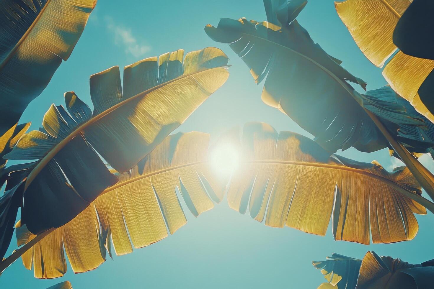 Sunlight shining through tall banana leaves on a clear day in a tropical setting photo