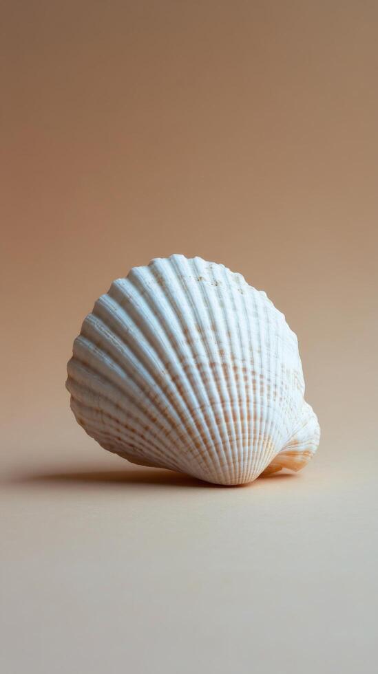A detailed view of a white scallop shell on a soft neutral background photo