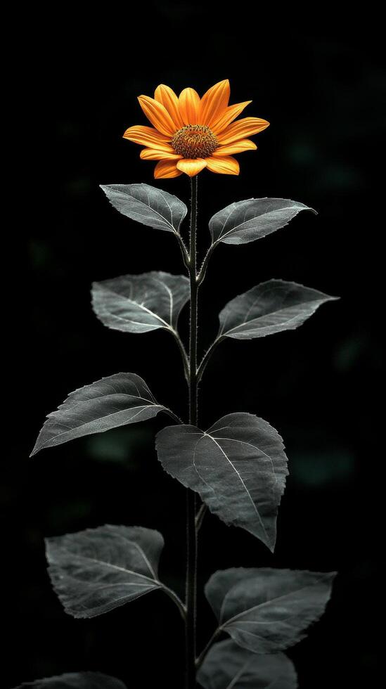 A bright sunflower stands tall against a dark backdrop, highlighting its natural beauty photo