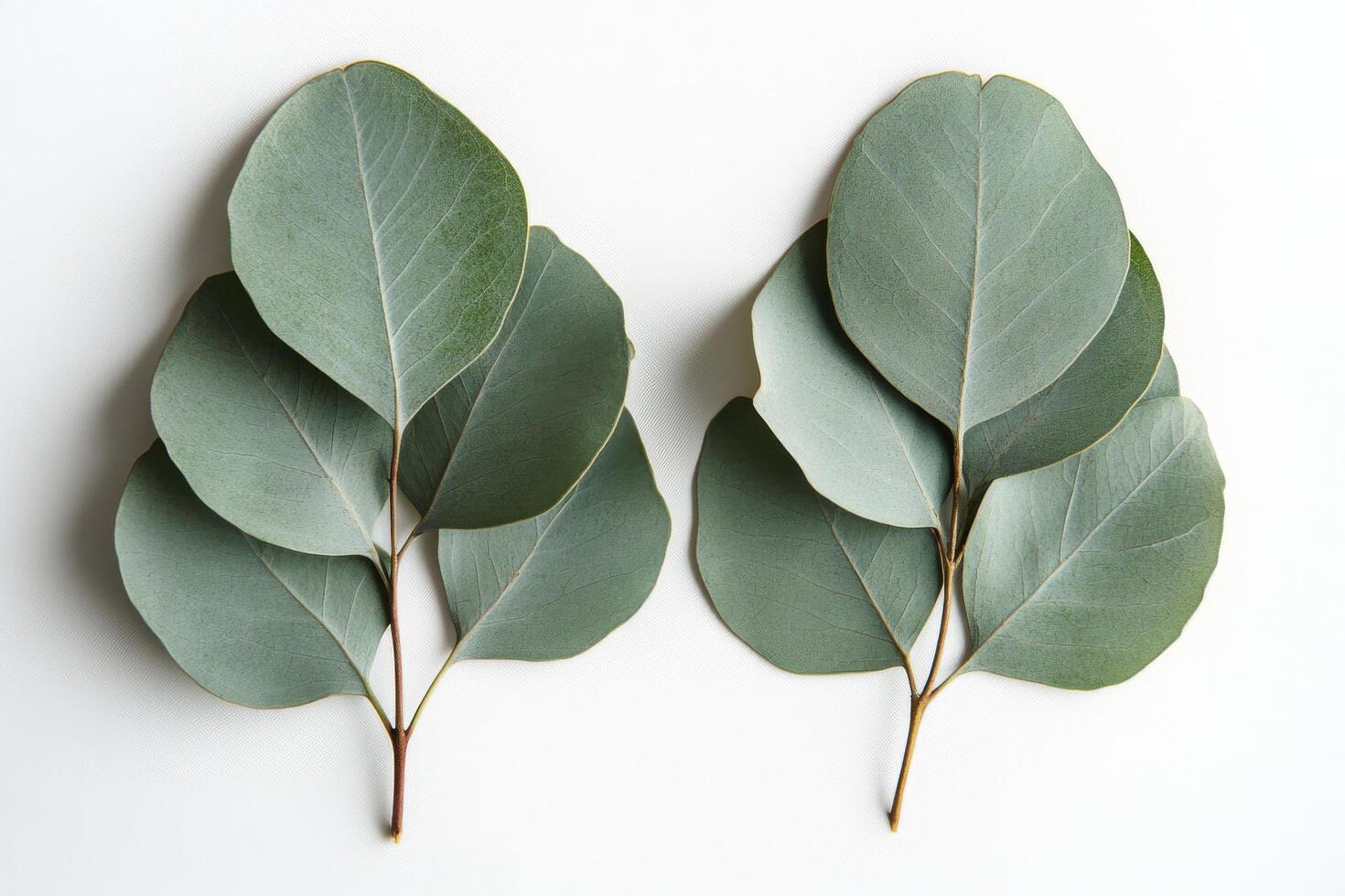 Fresh eucalyptus leaves arranged on a plain background, highlighting their unique shapes and colors photo