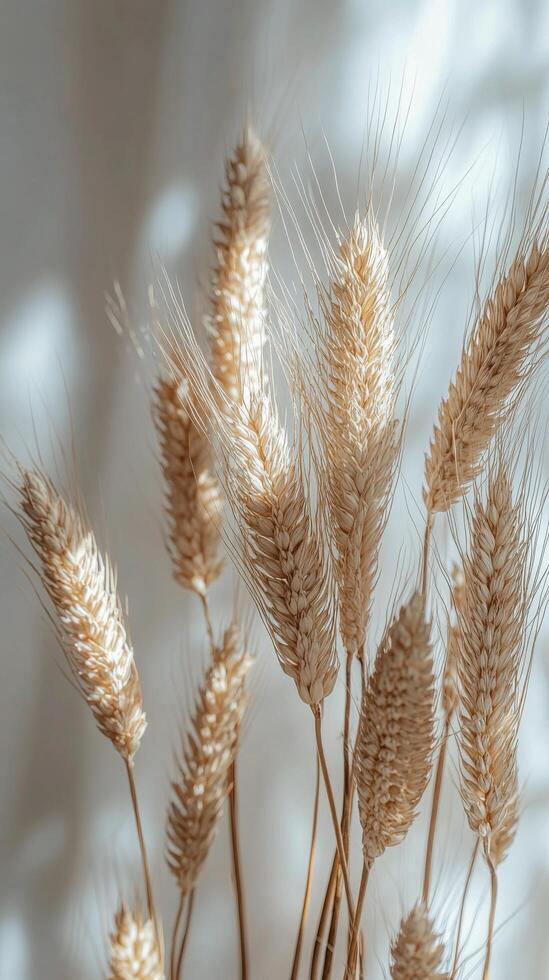 Dried wheat stalks arranged in a vase against a soft, illuminated background photo