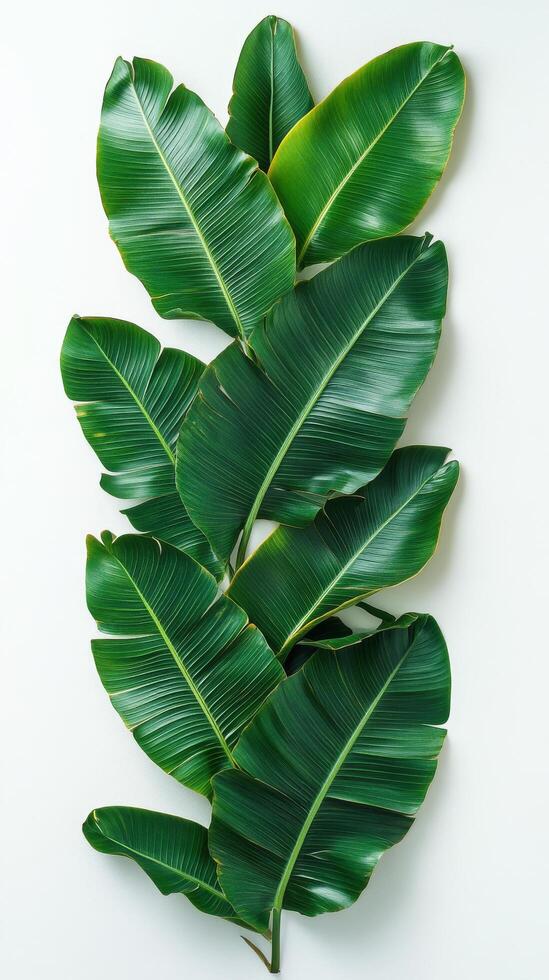 Lush green tropical leaves arranged neatly on a light background in a modern setting photo