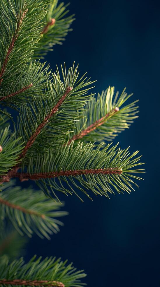 A detailed view of a pine branch, rich in vibrant green needles photo