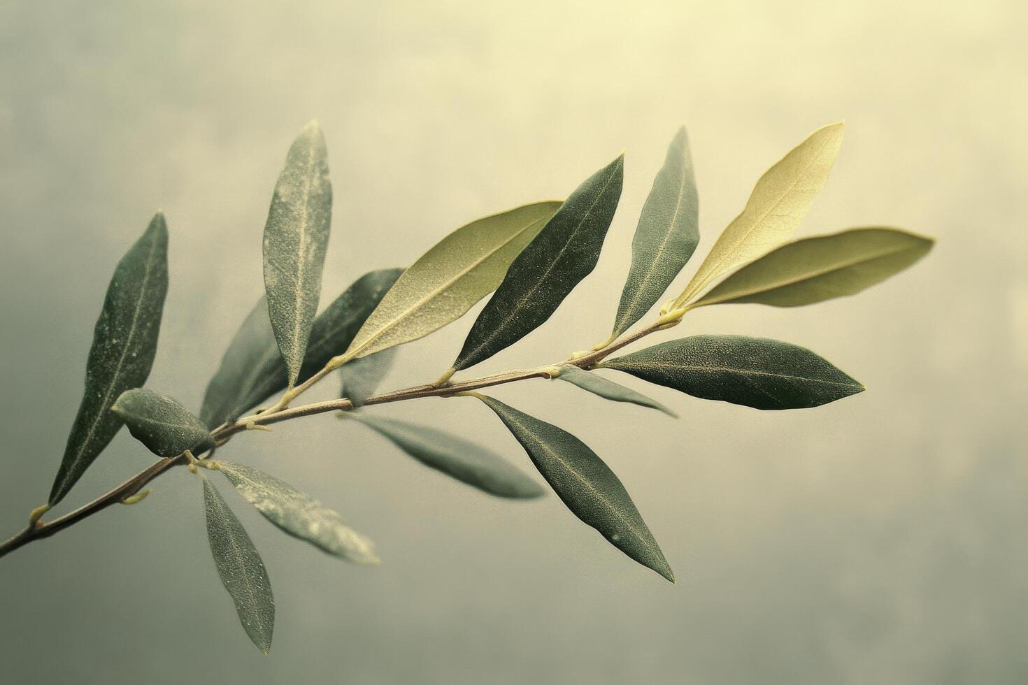 Green branch with leaves casting shadows on a textured wall in soft sunlight during the day photo