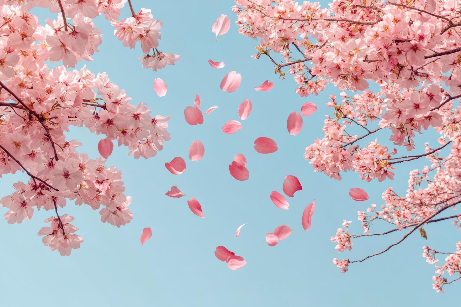 Cherry blossom petals fall gently from trees under a clear blue sky in springtime beauty photo