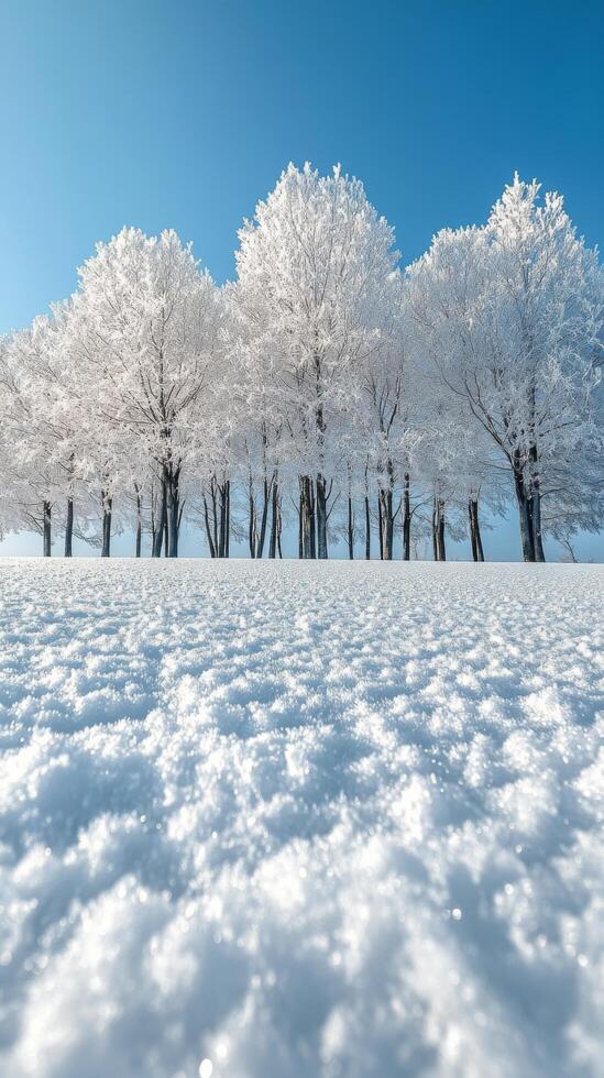 Frost covered trees glisten under bright blue sky on a winter day in a serene landscape photo