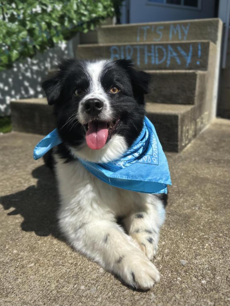 A black and white dog with a blue bandana sitting on the steps photo